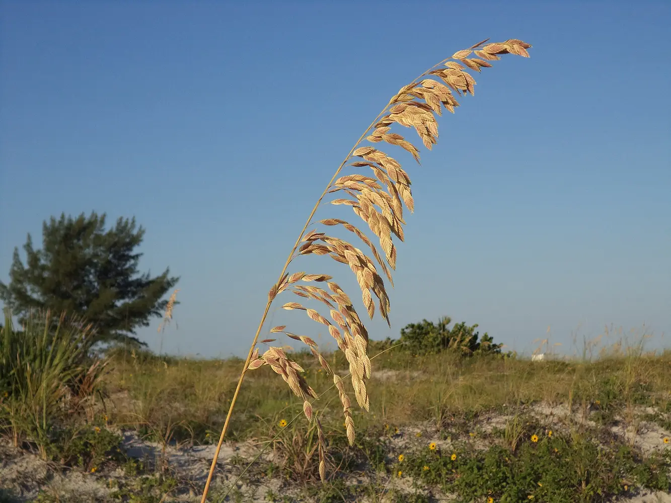 Sea oats and natural Gulf shoreline at Sand Key Park