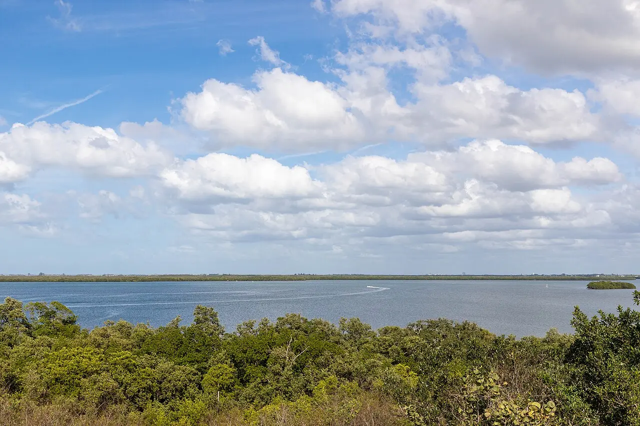 Palms and coastal vegetation at Emerson Point Preserve in Palmetto