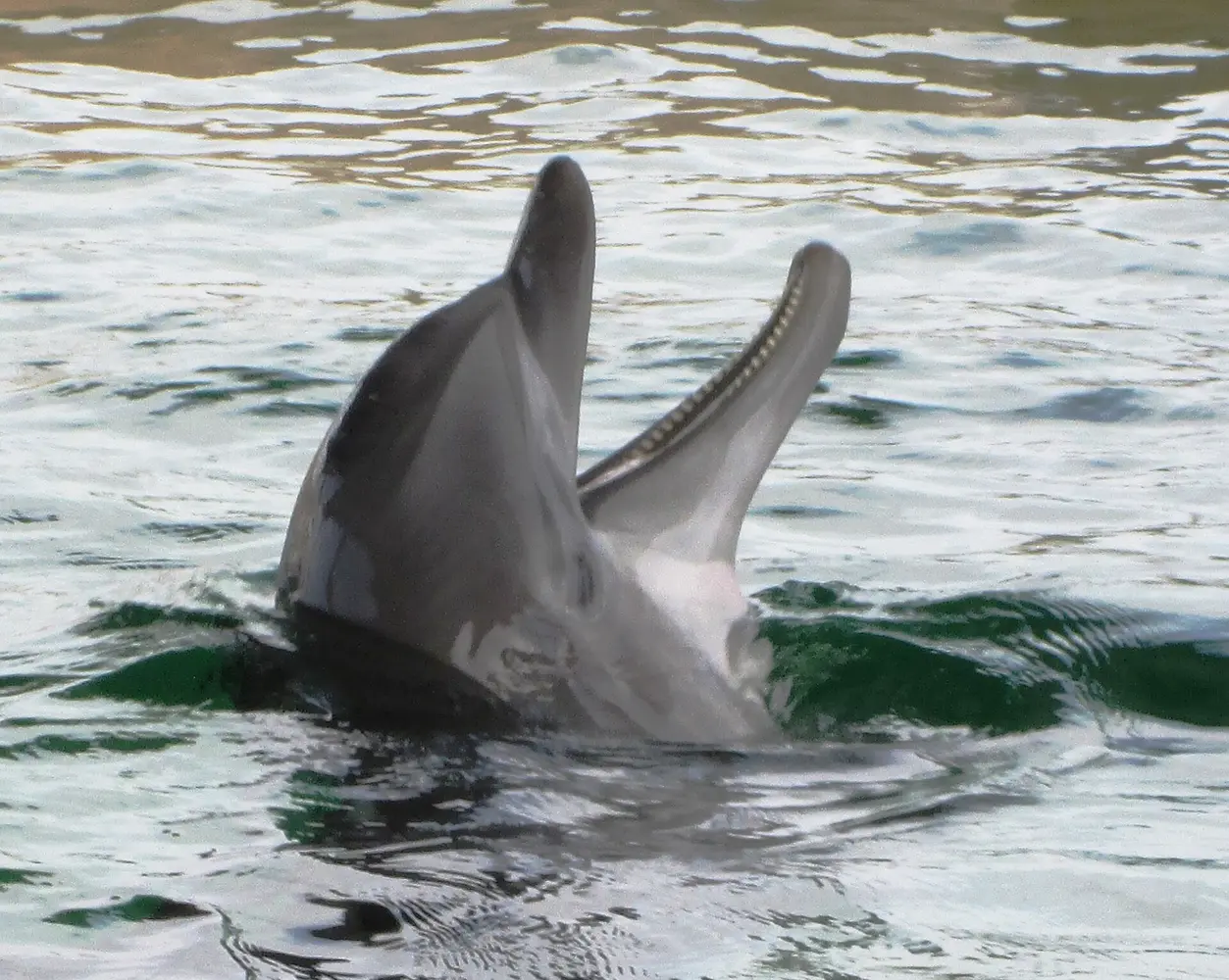 Nicholas the rescued bottlenose dolphin at Clearwater Marine Aquarium