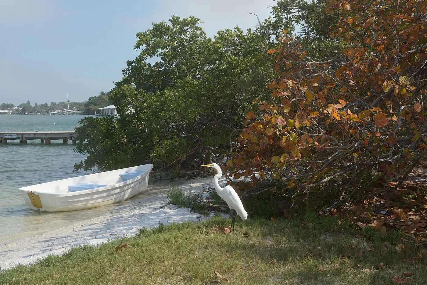 White heron beside mangroves on Longboat Key, representative of Joan Durante Park wildlife