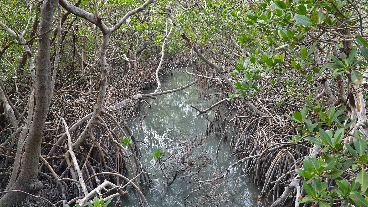 Mangrove-lined tidal water inside Quick Point Nature Preserve