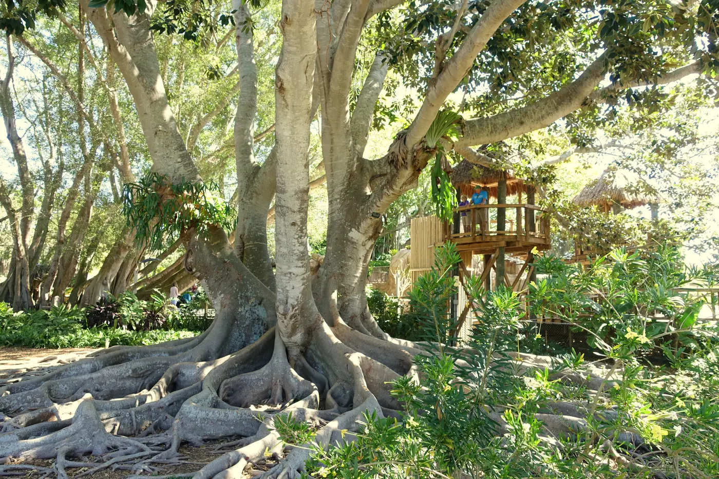 Large tropical banyan tree at Marie Selby Botanical Gardens in downtown Sarasota