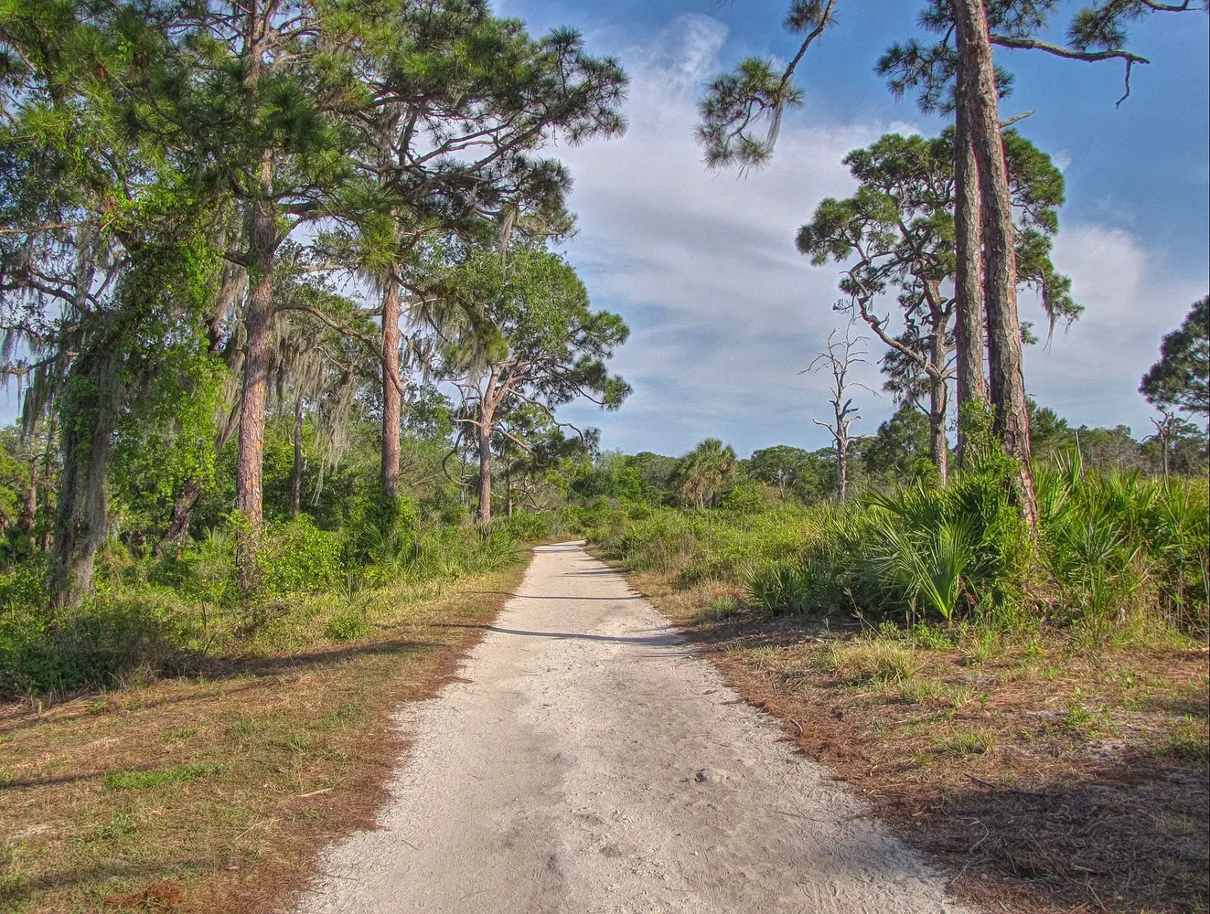 Boardwalk through palmettos and pine habitat at Boyd Hill Nature Preserve