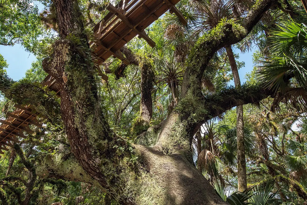 Treetop canopy walkway surrounded by palms at Myakka River State Park