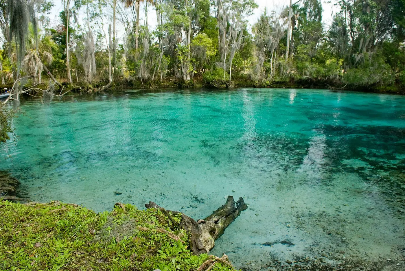 Clear blue spring water surrounded by forest at Three Sisters Springs in Crystal River